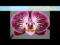 Названия и сорта орхидей часть 1