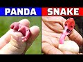 जानवरों के बच्चें पैदा होते वक्त कैसे दीखते है | What Do Animal Babies Look Like?