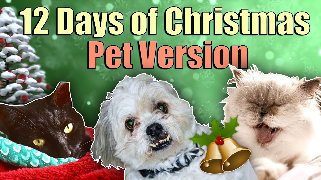 12 Days of Christmas Pets Version YouTube