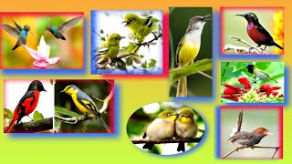 Download Lagu panggilan burcil ampuh terbaru, suarapikat burcil #pikatburung #pikat #mp3burung #burung MP3