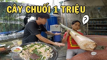 Ông chủ trại cá Betta mua cây chuối bằng mọi giá để Bóp Gỏi Gà đãi anh em