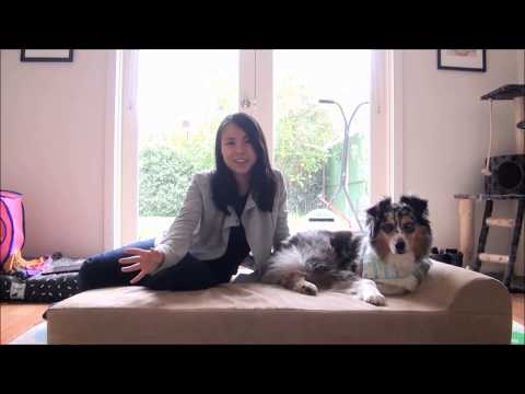 big-paws-orthopedic-memory-foam-dog-bed-review-|-australia