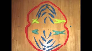 Mitosis and Meiosis Claymation