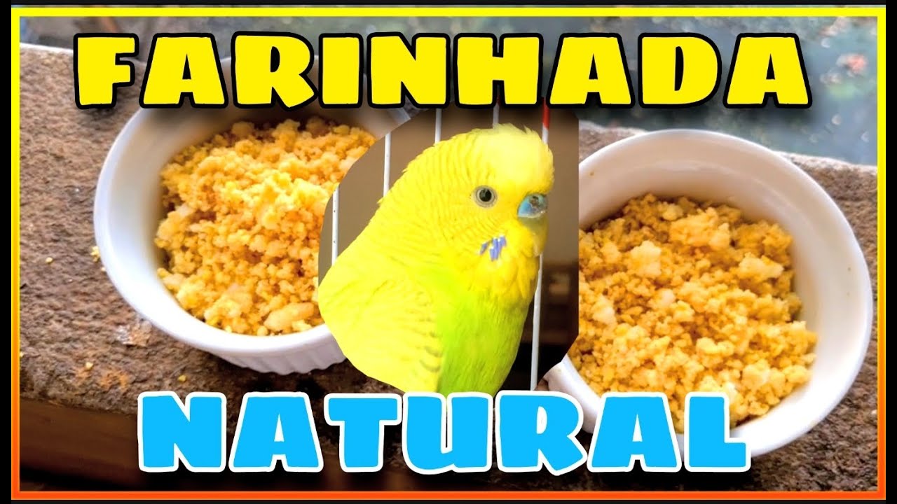 BOMBA!!! COMO FAZER FARINHADA NATURAL PARA PERIQUITO /CALOPSITA✅