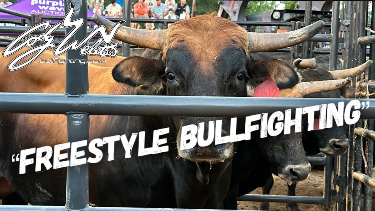 “BAD BAD BULLS” -  behind the chutes #196