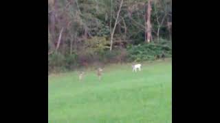 The Elusive White #Albino Deer, Western New Jersey. #nature #wildlife