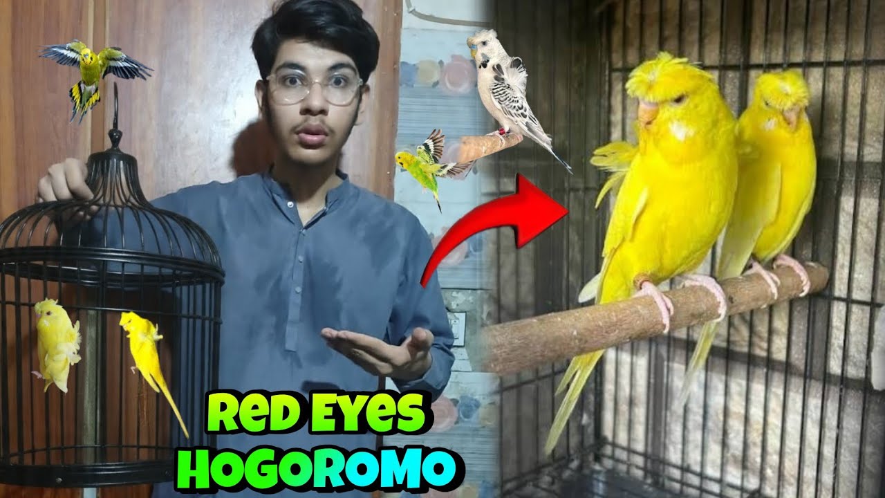 Lutino Hogoromo Double Flower Budgies Le Liye🦜😍 Red Eyes Hogoromo Budgies 