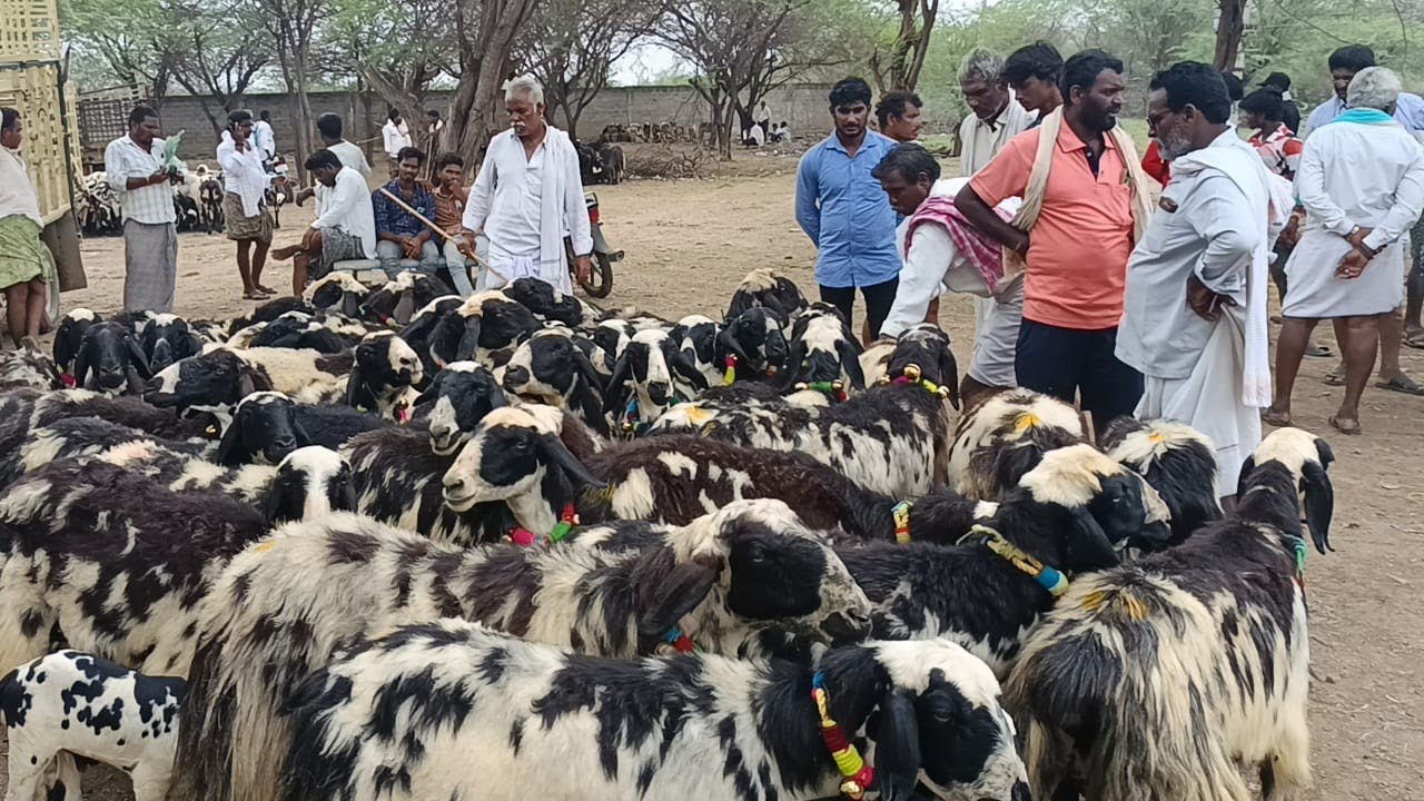 macharla sheep market | macharla breed sheeps