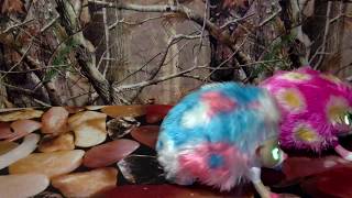 Spin Master Zoomer Hedgiez - Sprinkles And Whirl