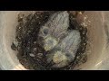 Two, 5 days old homing pigeons in the flower pot on balcony