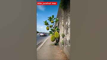 Unbelievable! Jackfruit Tree Growing Out of a Wall! 🤯 #NatureGoals