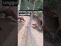 AYAM SUPER TRAH Bangkok SELATAN Dan Bangkok KLASIK Bangkokthailand Chicken Murga Ayam Ayam 