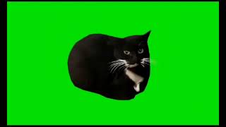 Максвел кот грин скрин |  Maxwell cat green screen