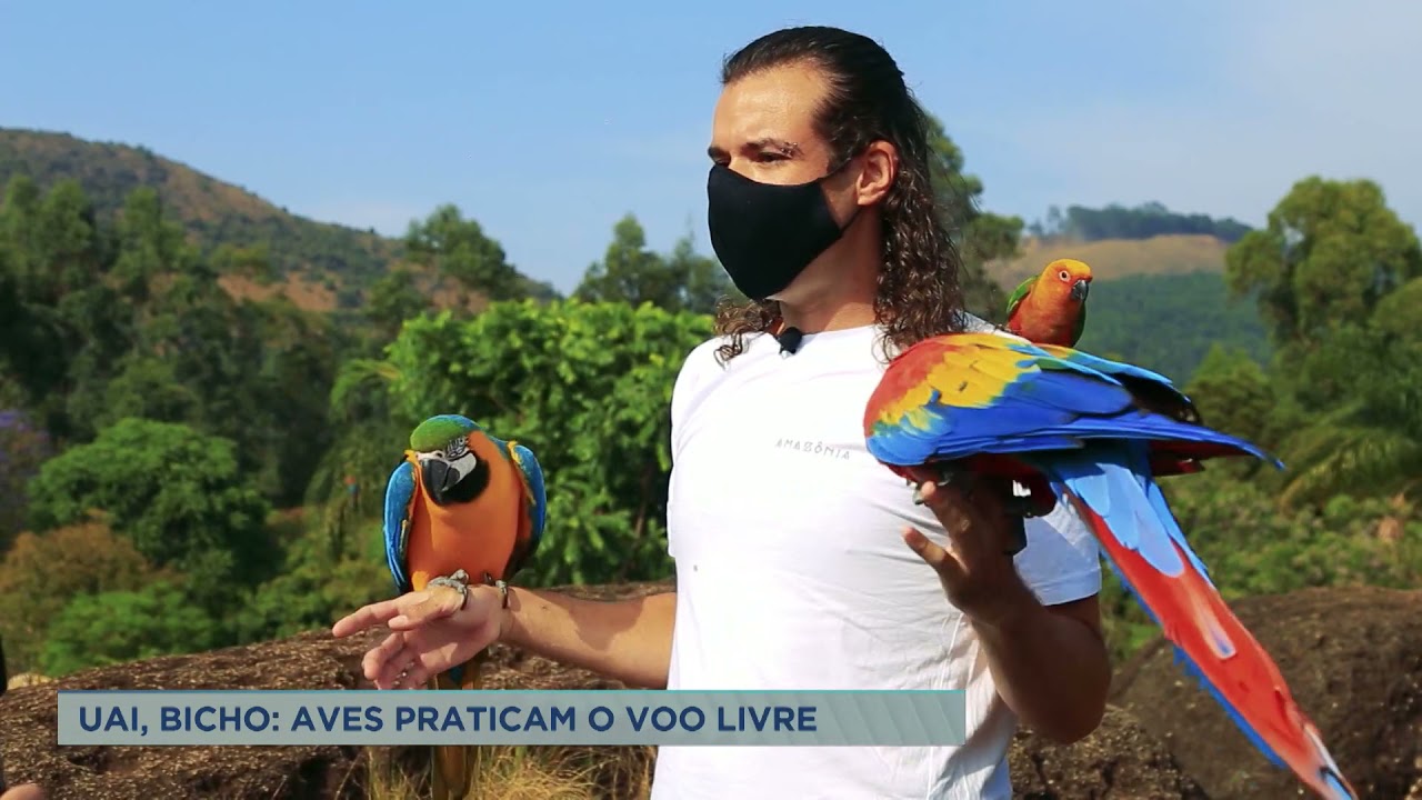 Uai, Bicho: as araras viajantes de Poços de Caldas (MG)