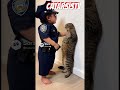 Policía arresta gato por no estar suscrito a CatarsisTV, De q lado estás? #fortnite #marvel #memes