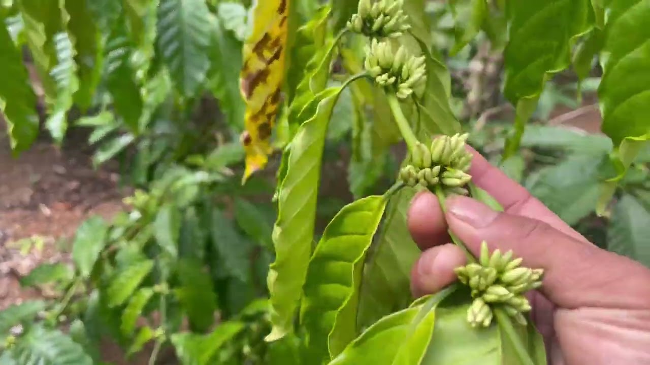 Dt 4sao6 tại xã Ea kiết Đắk Lak giá 1ty2 aetc:0338734747