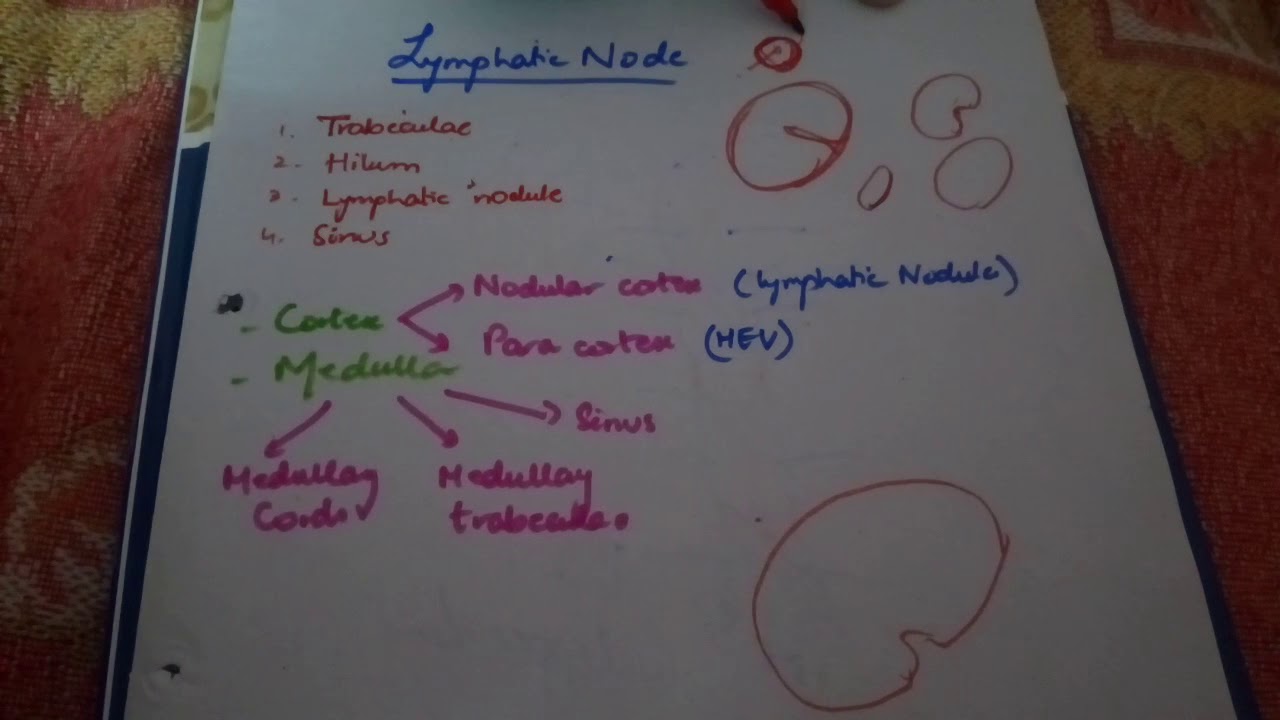 HISTOLOGY lymph node easy explanation! part1 - YouTube
