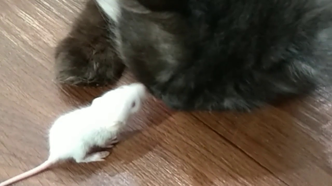 How cat loves mouse YouTube