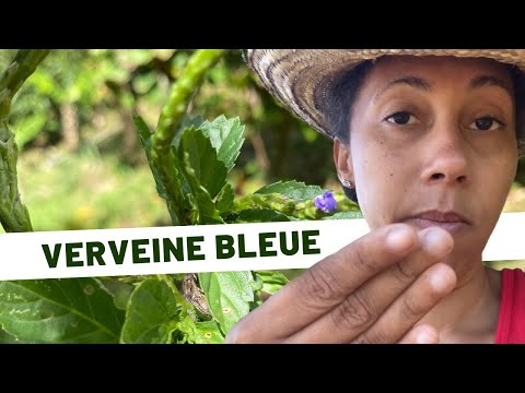 Vidéo: Plan de jardin bleu - Concevoir et utiliser des plantes bleues dans les jardins