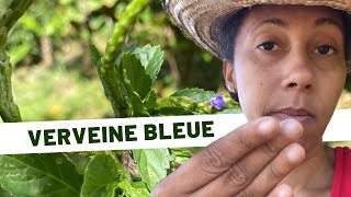 Plantes médicinales /Jour 27: la verveine bleue 