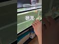 アロワナのヒレが水に溶けてしまいました…