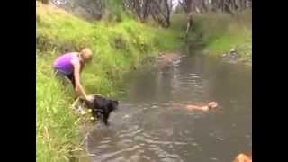 Free Top Dog Training Tip #3 - Learning To Swim screenshot 4