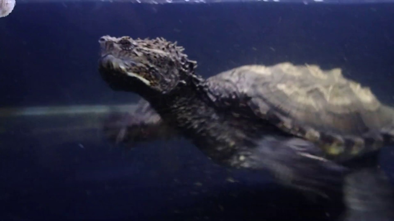 camera iphone 8 plus apk 2019/7/27 佛州擬鱷龜食朱文錦 florida snapping turtle