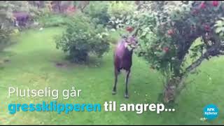 Elg går til angrep på gressklipper