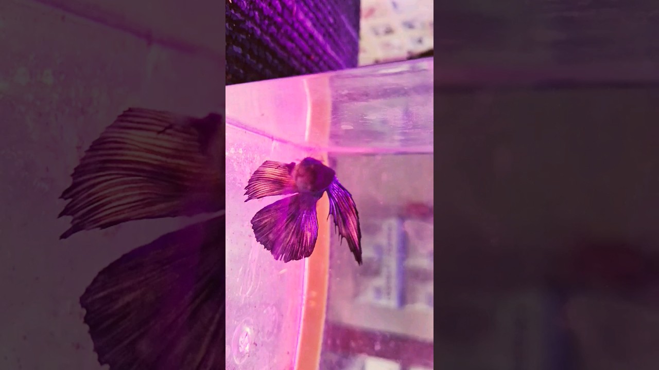 fighter-fish-fishtank-aquarium-aquariumfishfish-fish-youtube