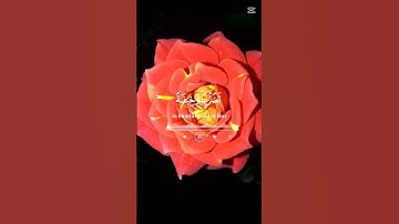 القرآن الكريم ربيع القلوب اللهم صل على محمد وآل محمد الطيبين الطاهرين وعجل فرجهم ياكريم