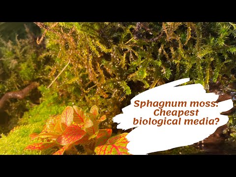 Peat Moss For Aquarium - 7 Effective Uses