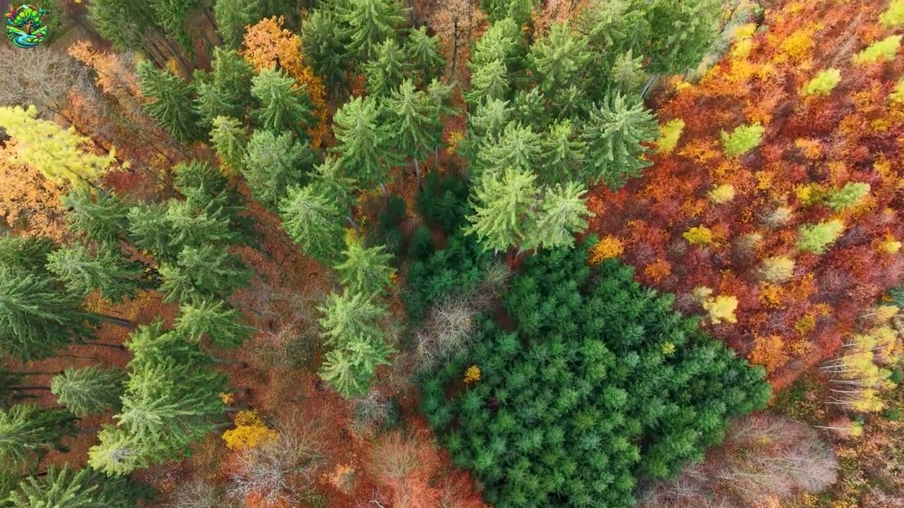 🎶🍂Autumn Forest Serenity | Relaxing Nature Drone View