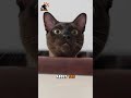Why Cats Give You That Silent Judgment Stare 😾