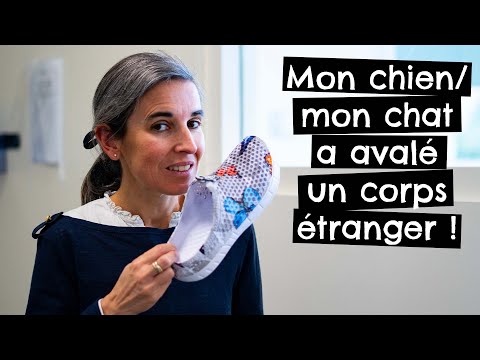 Vidéo: Jouets qui causent le blocage chez les chiens