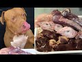 【オナラ注意】大型犬の咀嚼音が気持ち良くて眠くなる!ピットブルの食事風景!