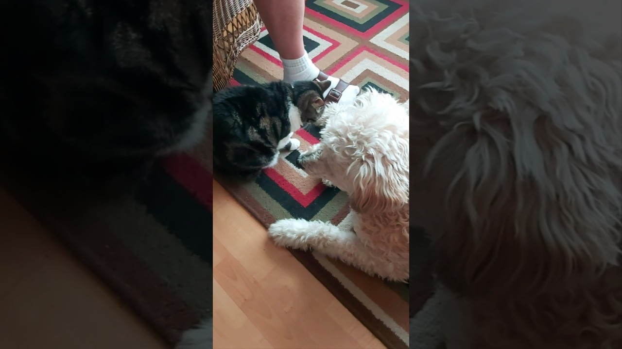 &laquo;Лапы и секреты: мои питомцы всё слышат&raquo;.