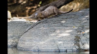 Carnivore coexistence without competition: giant otters are more nocturnal around dens...