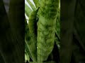 घर मे आसानी से लगाए स्नेक प्लांट#bestindoorplant#snakeplant#ytshort👍🤗
