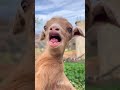 Incredible Animal Transformations!