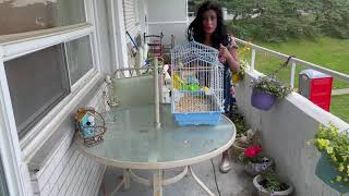 Quick Balcony Garden Tour with &#39;The Three Amigos&#39; #flowers, #birds, #happiness