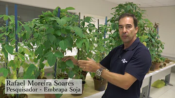 Quais são as principais doenças da soja?