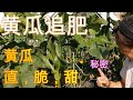 【麗的庭院生活　78】家庭菜園黃瓜怎麽施肥？嫩黃瓜又脆，又直又甜的秘密都在這裏！