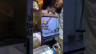 🫶LOVE AT FIRST FIN ❤️‍🔥 #fish #aquarium #flowerhorn screenshot 5