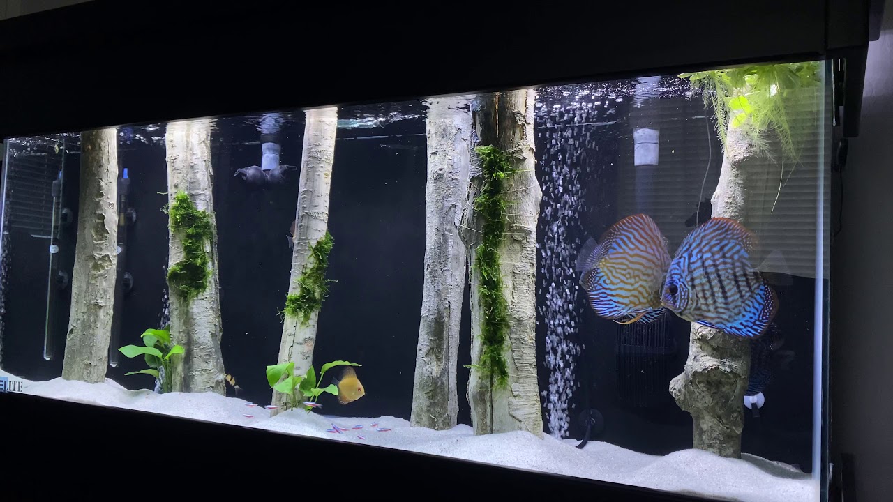 Aquadecor Discus aquarium decorated with set of standing logs 