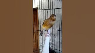 Kenari gacor full isian Lovebird durasi 1 menit