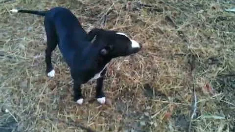 Betti & Jack - IBIZA Whippet Pups (3 mths)