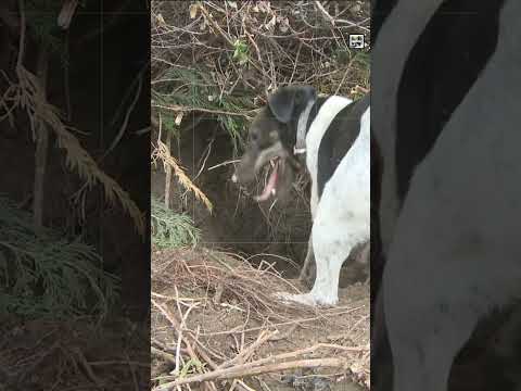 Quick Fox Terrier Facts - The Master of Gold Medals - Animal a Day F Week #shorts