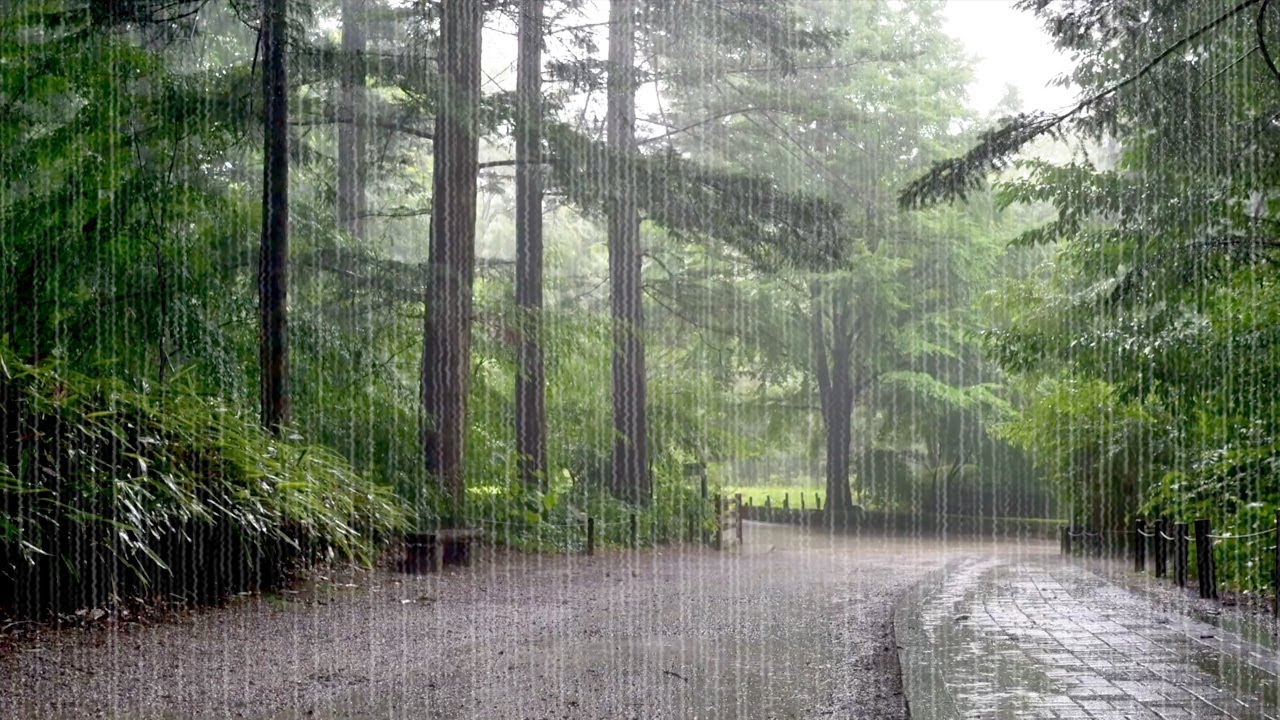 Watch Heavy Rain on the Arboretum - Rain Sounds, Calm your Mind, Fall Asleep Quickly with White Noise on YouTube Watch Heavy Rain on the Arboretum - Rain Sounds, Calm your Mind, Fall Asleep Quickly with White Noise on YouTube