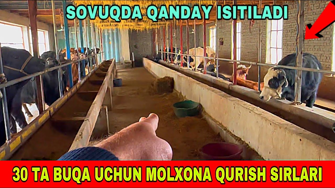 MOLXONA QURISH SIRLARI BUQALARGA QANDAY SHAROIT QILINADI SOVUQDA