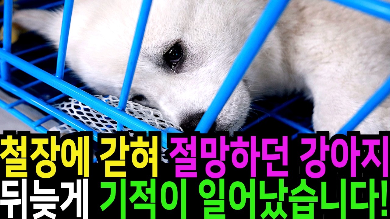 쓰레기장에 버려진 강아지, 뒤늦게 기적이 일어났습니다!